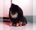 Small Photo #1 Pomeranian Breeder Profile in JOLIET, IL, USA