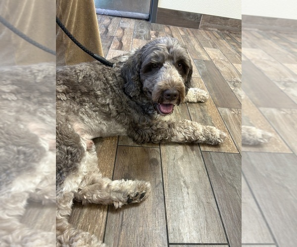 Medium Photo #5 Portuguese Water Dog Breeder Profile in BAYTOWN, TX, USA