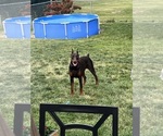 Small Photo #2 Doberman Pinscher Breeder Profile in MACOMB TOWNSHIP, MI, USA