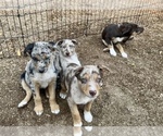 Small Photo #9 Border Kelpie Breeder Profile in CAMAS, WA, USA