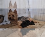 Small Photo #1 Yorkshire Terrier Breeder Profile in AKRON, OH, USA