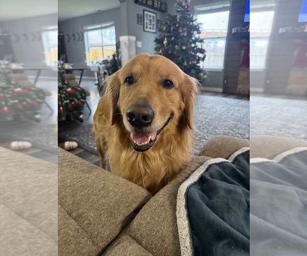 Medium Photo #1 Golden Retriever Breeder Profile in ORTING, WA, USA