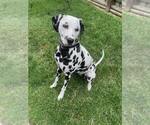 Small Photo #3 Dalmatian Breeder Profile in LEIPSIC, OH, USA