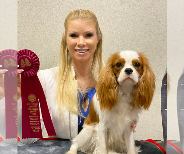Medium Photo #2 Cavalier King Charles Spaniel Breeder Profile in MIAMI, FL, USA