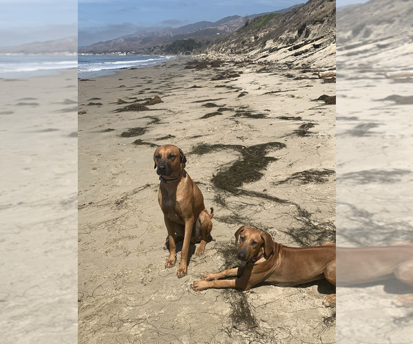 Medium Photo #11 Rhodesian Ridgeback Breeder Profile in RIVERSIDE, CA, USA