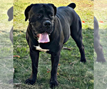 Small Photo #11 Boerboel Breeder Profile in BELLEVUE, NE, USA