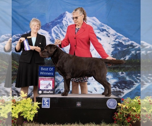 Medium Photo #1 Labrador Retriever Breeder Profile in MILFORD, IL, USA