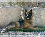 Small Photo #6 German Shepherd Dog Breeder Profile in PINON HILLS, CA, USA