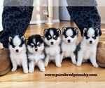 Small Photo #1 Pomsky Breeder Profile in KANSAS CITY, MO, USA