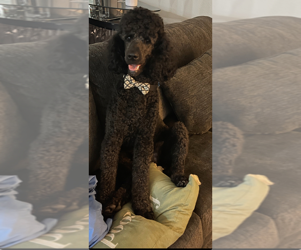 Medium Photo #2 Goldendoodle Breeder Profile in GIBSONTON, FL, USA