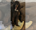 Small Photo #2 Goldendoodle Breeder Profile in GIBSONTON, FL, USA