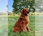 Small Photo #1 Golden Retriever Breeder Profile in FREDERICKSBG, OH, USA