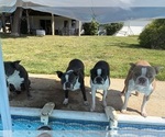 Small Photo #7 Boston Terrier Breeder Profile in HOWELL, NJ, USA