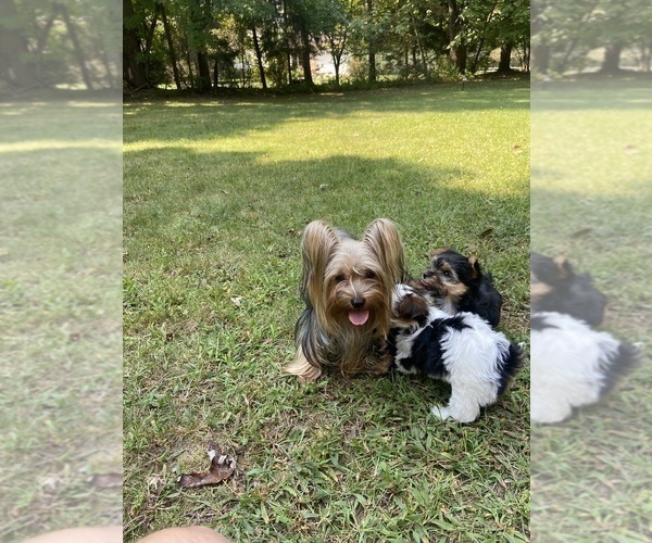 Medium Photo #2 Yorkshire Terrier Breeder Profile in MOUNT PLEASANT, MI, USA