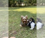 Small Photo #2 Yorkshire Terrier Breeder Profile in MOUNT PLEASANT, MI, USA