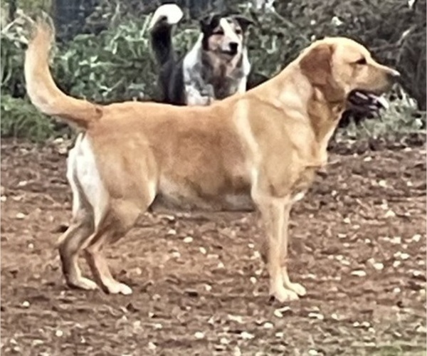 Medium Photo #2 Labrador Retriever Breeder Profile in BROWNS VALLEY, CA, USA