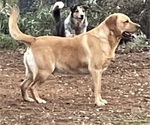 Small Photo #2 Labrador Retriever Breeder Profile in BROWNS VALLEY, CA, USA