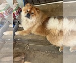 Small Photo #5 Chow Chow Breeder Profile in FONTANA, CA, USA