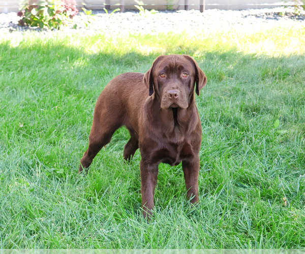 Medium Photo #1 Labrador Retriever Breeder Profile in SYRACUSE, IN, USA