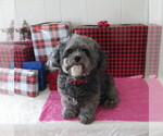 Small Photo #3 Shih-Poo Breeder Profile in DONGOLA, IL, USA