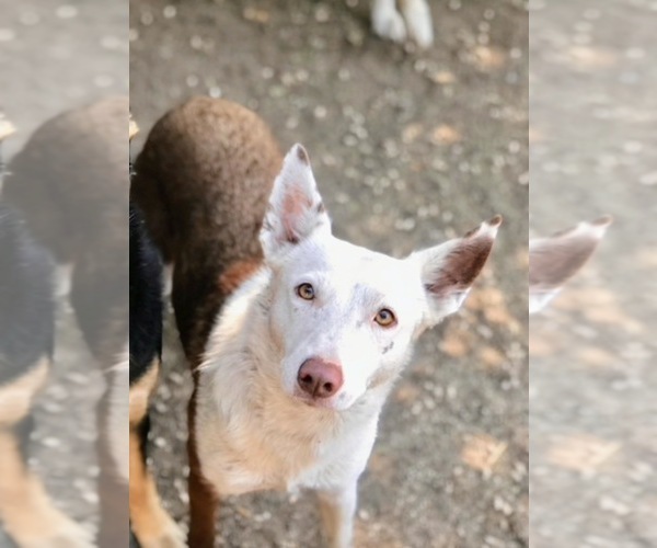 Medium Photo #6 Australian Kelpie-Border Collie Mix Breeder Profile in CAMAS, WA, USA