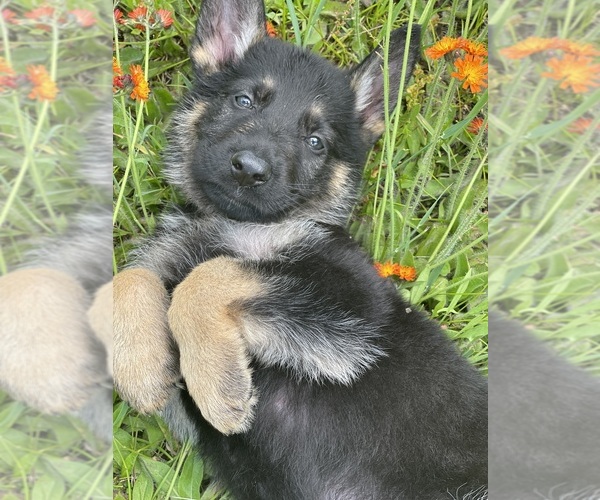 Medium Photo #8 German Shepherd Dog Breeder Profile in PERKINSVILLE, VT, USA