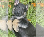 Small Photo #8 German Shepherd Dog Breeder Profile in PERKINSVILLE, VT, USA
