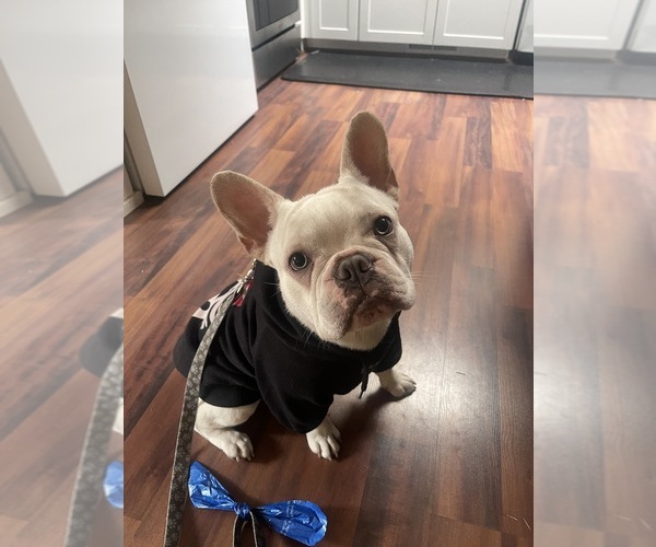 Medium Photo #3 Faux Frenchbo Bulldog Breeder Profile in HOODSPORT, WA, USA