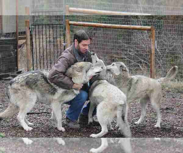 Medium Photo #4 Wolf Hybrid Breeder Profile in SAINT IGNATIUS, MT, USA
