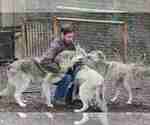 Small Photo #2 Wolf Hybrid Breeder Profile in SAINT IGNATIUS, MT, USA
