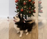 Small Photo #10 Pomsky Breeder Profile in VENUS, PA, USA
