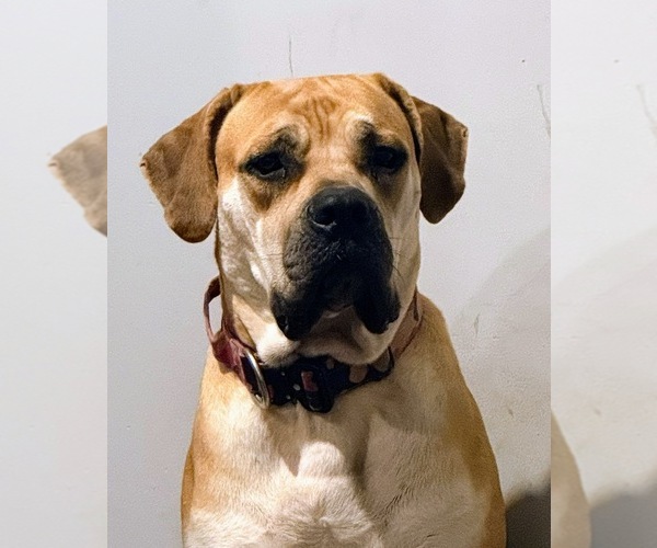 Medium Photo #2 Boerboel Breeder Profile in WARREN, MI, USA