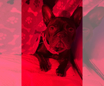 Small Photo #5 French Bulldog Breeder Profile in NEW BEDFORD, MA, USA