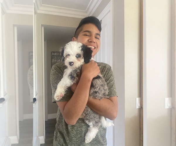 Medium Photo #4 Bernedoodle (Miniature) (+ Poodle Miniature) Breeder Profile in BREA, CA, USA