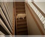 Small Photo #18 Samoyed Breeder Profile in DALY CITY, CA, USA