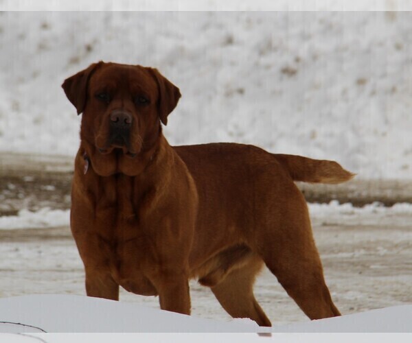 Medium Photo #3 Labrador Retriever Breeder Profile in HYDE PARK, VT, USA