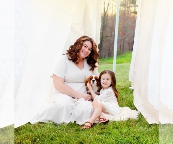 Medium Photo #1 Cavalier King Charles Spaniel Breeder Profile in JACKSON, OH, USA