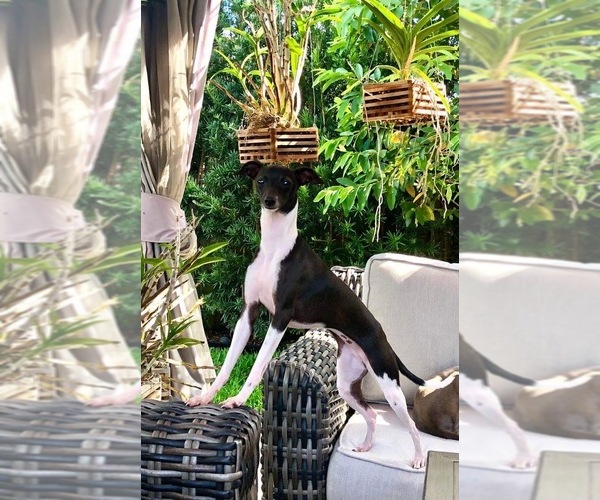 Medium Photo #1 Italian Greyhound Breeder Profile in FORT LAUDERDALE, FL, USA
