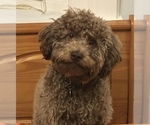 Small Photo #4 Poochon Breeder Profile in AUBURN, MA, USA
