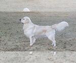 Small Photo #2 Golden Retriever Breeder Profile in SPARTA, NC, USA