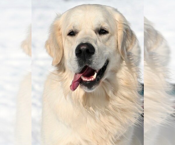Medium Photo #1 Golden Retriever Breeder Profile in SPARTA, NC, USA