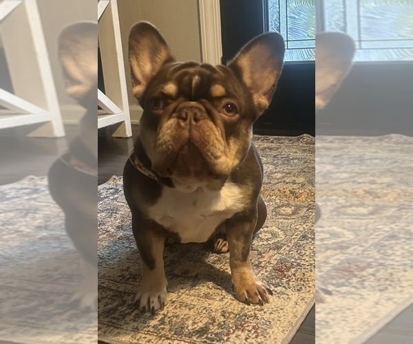Medium Photo #1 French Bulldog Breeder Profile in PEWAUKEE, WI, USA