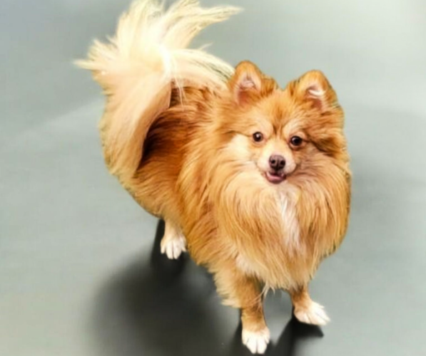 Medium Photo #1 Pomeranian Breeder Profile in ORRVILLE, OH, USA