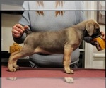 Small Photo #8 Cane Corso Breeder Profile in BEAVERDAM, VA, USA