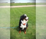 Small Photo #2 Bernese Mountain Dog Breeder Profile in BAYARD, NE, USA
