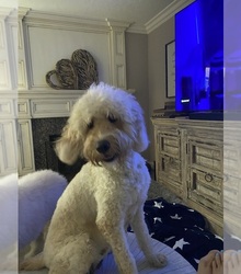 Mother's photo