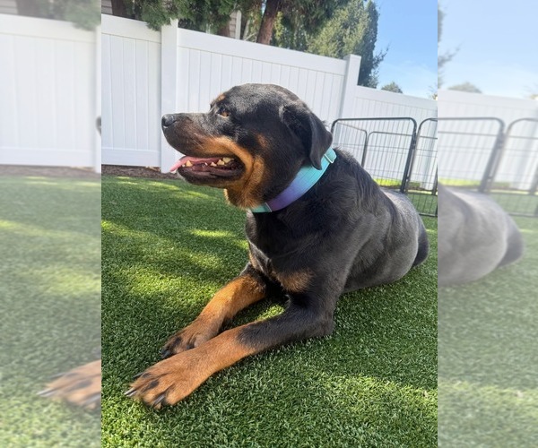 Medium Photo #1 Rottweiler Breeder Profile in GRESHAM, OR, USA