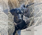 Small Photo #1 Labrador Retriever Breeder Profile in FREDERICKSBG, OH, USA