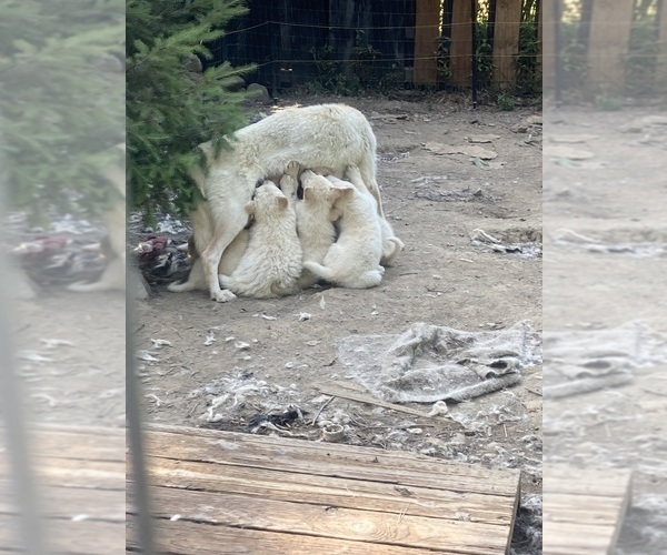 Medium Photo #3 Swiss Shepherd-Timber Wolf Mix Breeder Profile in MAD RIVER, CA, USA
