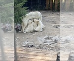 Small Photo #3 Swiss Shepherd-Timber Wolf Mix Breeder Profile in MAD RIVER, CA, USA
